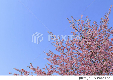 桜と青空背景　シンプルイメージ 53982472
