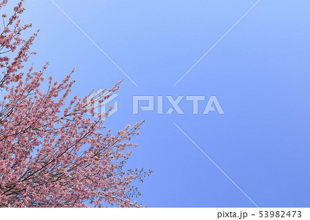 桜と青空背景　シンプルイメージ 53982473