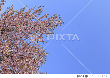 桜と青空背景　シンプルイメージ 53982475