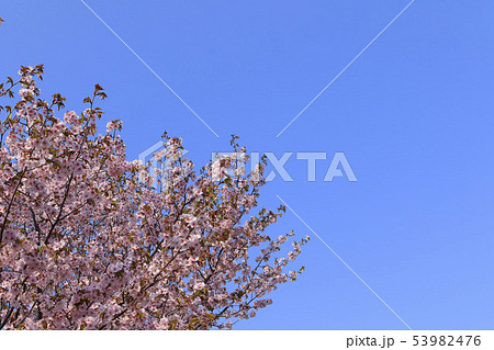 桜と青空背景　シンプルイメージ 53982476