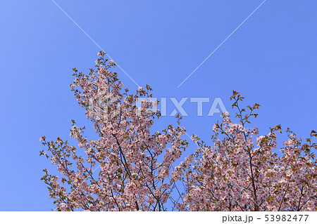 桜と青空背景　シンプルイメージ 53982477