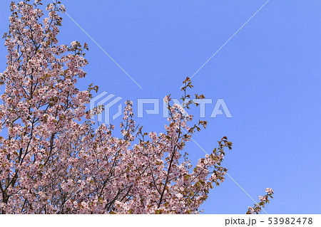 桜と青空背景　シンプルイメージ 53982478