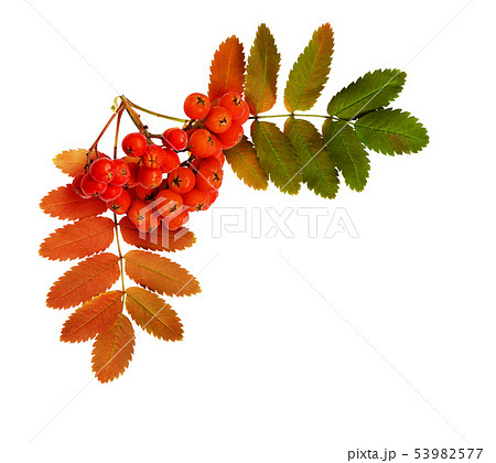 Autumn rowanberries and leaves in a corner 53982577