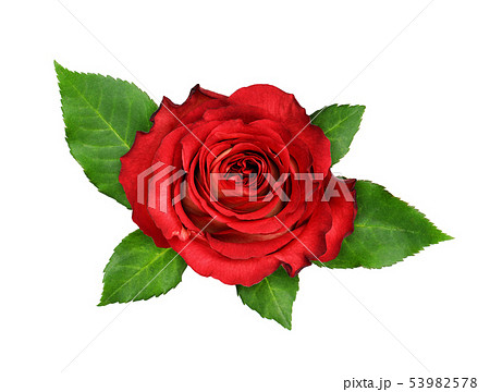Red rose flower and green leaves 53982578