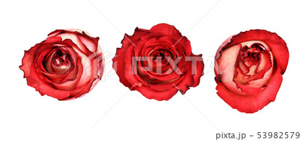 Set of red and white rose flowers 53982579