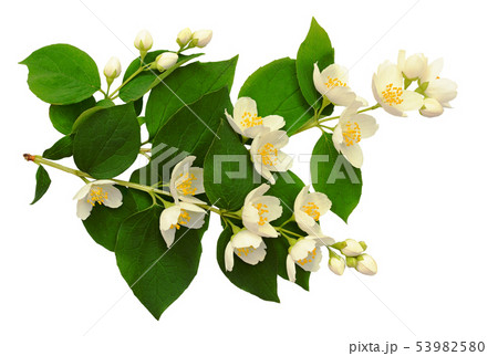 Bouquet of jasmine flowers and leaves 53982580