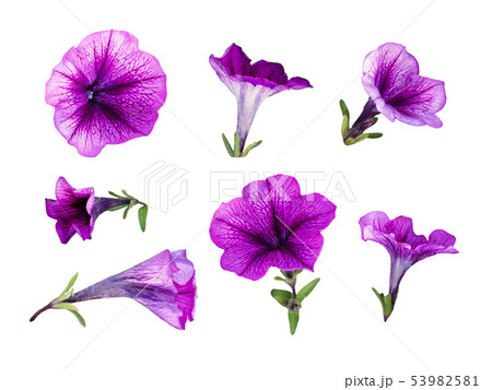 Set of purple petunia flowers 53982581