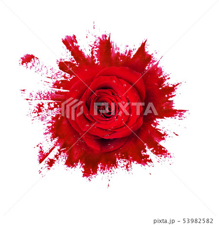 Red rose flower on paint brushstrokes 53982582