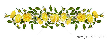 Yellow garden rose flower, buds and leaves Yellow garden rose flower, buds and leaves 53982978