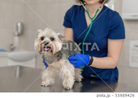 Young smiling professional veterinarian woman exam Young smiling professional veterinarian woman exam 53989426