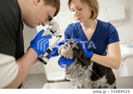 Veterinary, ophthalmologists examine the injured Veterinary, ophthalmologists examine the injured 53989429