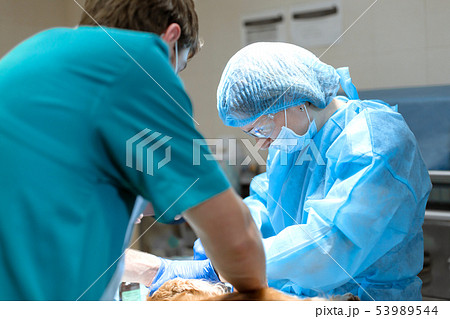 Veterinary dentistry. Dentist surgeon veterinarian 53989544