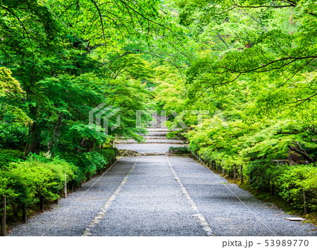 京都　二尊院の青もみじ 53989770