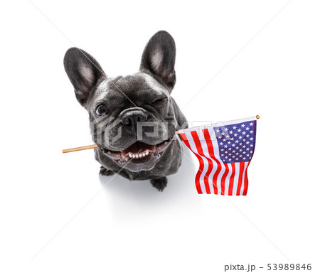 independence day 4th of july dog independence day 4th of july dog 53989846