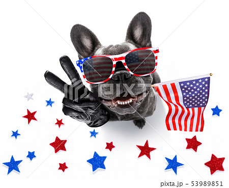 independence day 4th of july dog independence day 4th of july dog 53989851