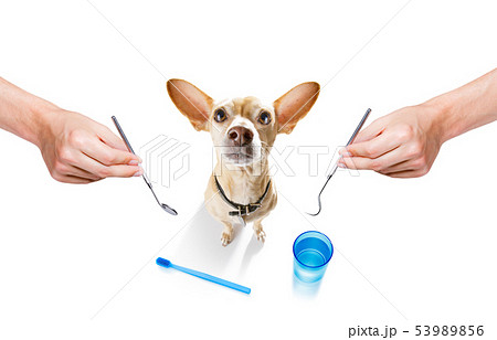 dental toothbrush dog dental toothbrush dog 53989856