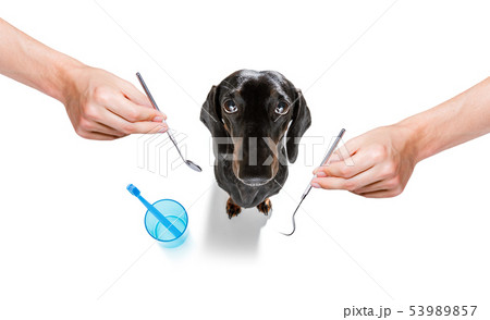 dental toothbrush dog 53989857