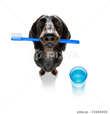 dental toothbrush dog dental toothbrush dog 53989858