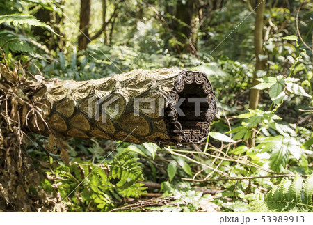 ヒカゲヘゴ　奄美大島　金作原原生林　亜熱帯の森　原始の森　 53989913