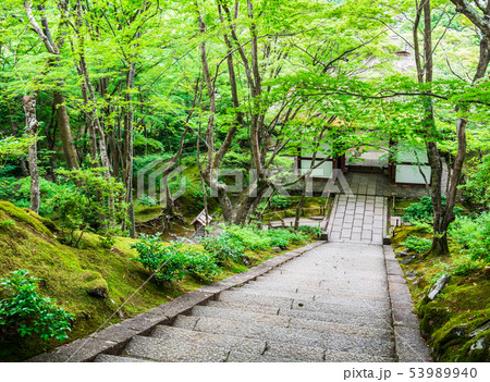 京都　常寂光寺の青もみじ 53989940