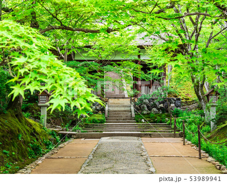 京都　常寂光寺の青もみじ 53989941