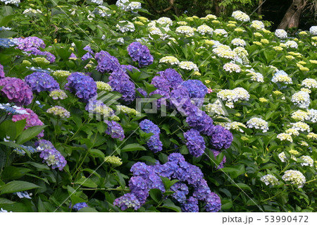 紫陽花 紫陽花 53990472