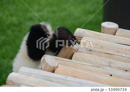 パンダの赤ちゃん 53990739