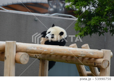 パンダの赤ちゃん 53990750