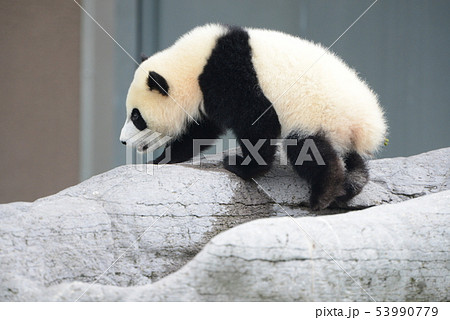 パンダの赤ちゃん 53990779