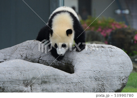 パンダの赤ちゃん 53990780