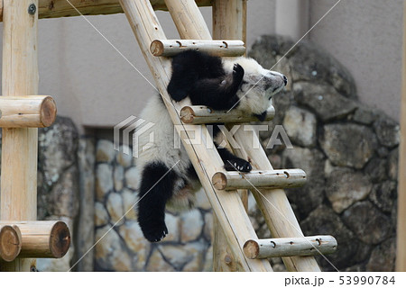 パンダの赤ちゃん 53990784