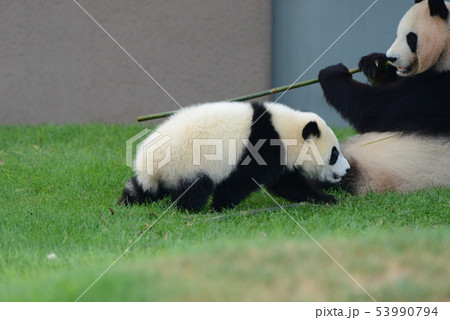 パンダの赤ちゃん パンダの赤ちゃん 53990794