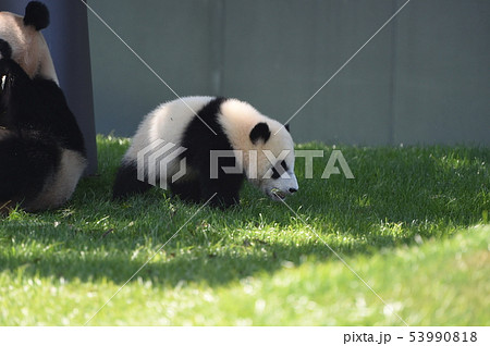 パンダの赤ちゃん 53990818