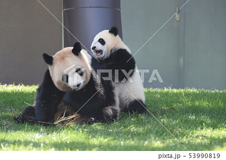 パンダの赤ちゃん 53990819