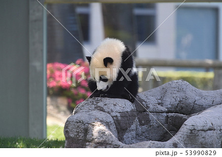 パンダの赤ちゃん 53990829