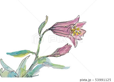 ヒメサユリ　山野草イラスト　横 53991125