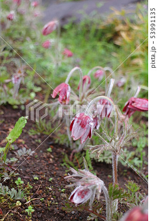 おきな草の群生 おきな草の群生 53991135