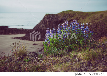 Lupine flowers in Iceland 53991247