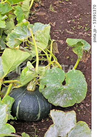 カボチャ くりふぶき カボチャ くりふぶき 53991370