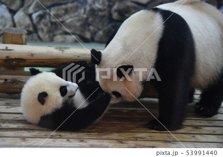 パンダ親子 53991440