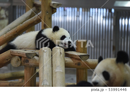 パンダ親子 53991446