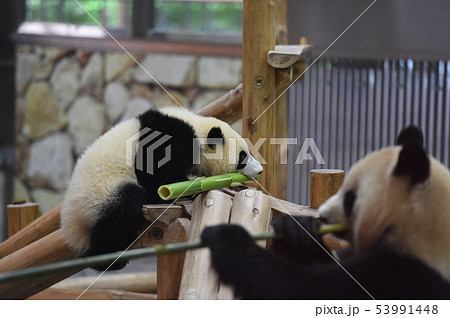 パンダ親子 53991448