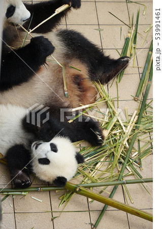 パンダ親子 53991461