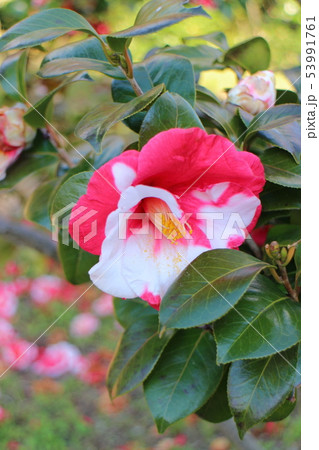 椿　岩根絞 53991761