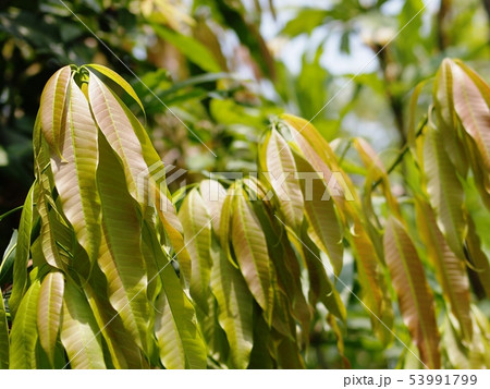 long light green young mango leaves on the tree  53991799