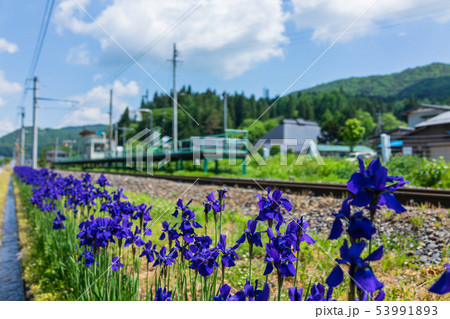 初夏の稲尾駅：アヤメ　　　　大町市 53991893