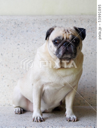 portraits photo of a lovely white fat cute pug dog 53991895