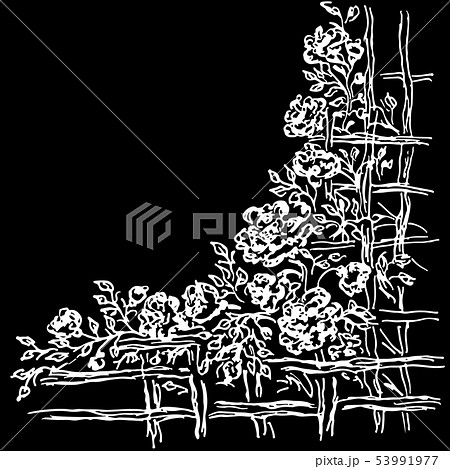 Many Roses Beyond Wooden Fence. Hand Drawn  53991977