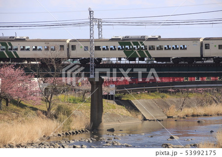 春の河津川を渡る、特急踊り子 53992175