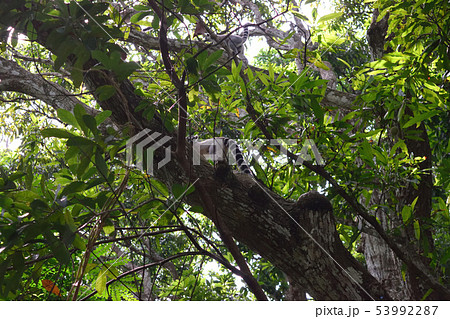 ワオキツネザル ワオキツネザル 53992287